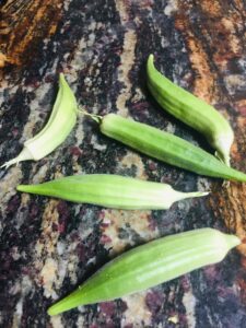 harvesting okra pods