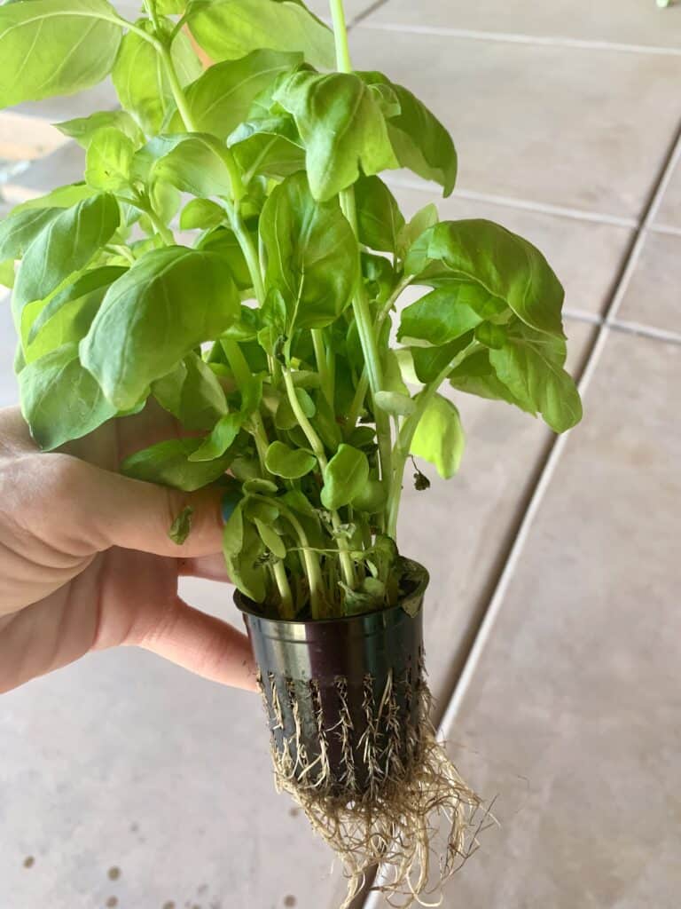 hydroponics basil