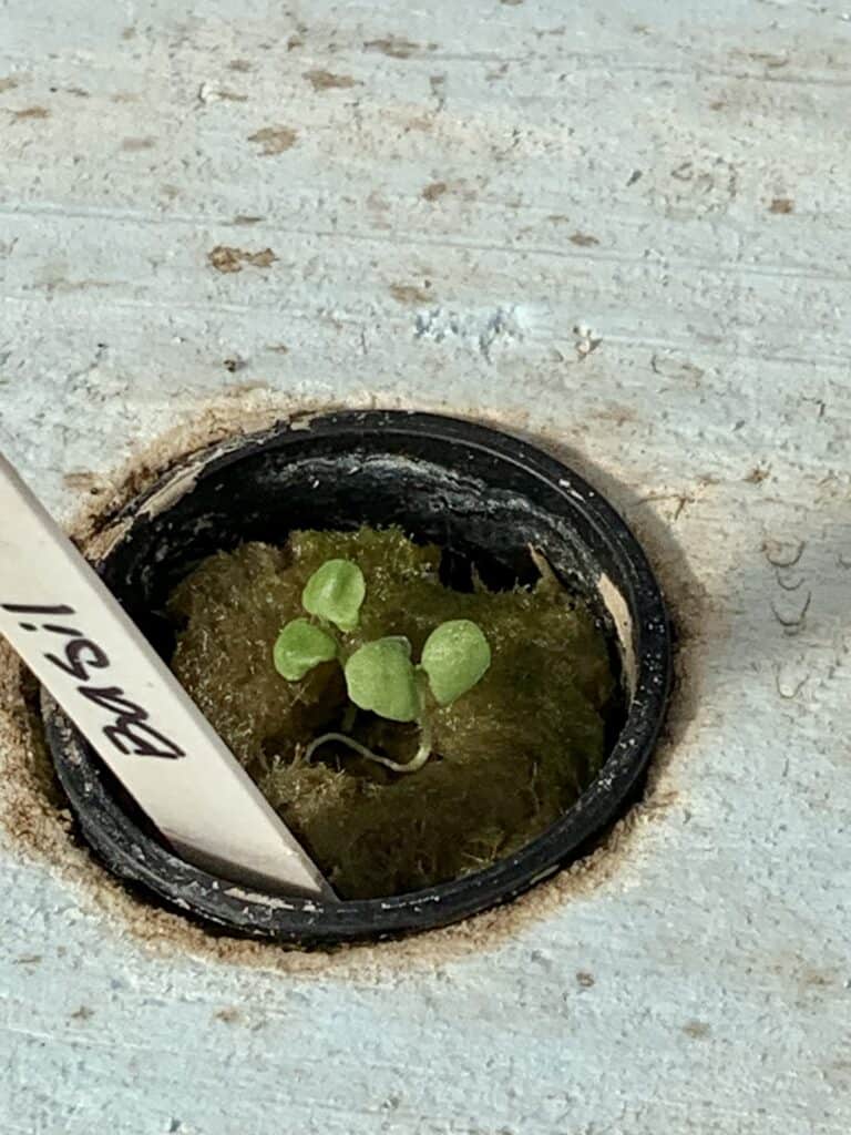 hydroponic herbs basil