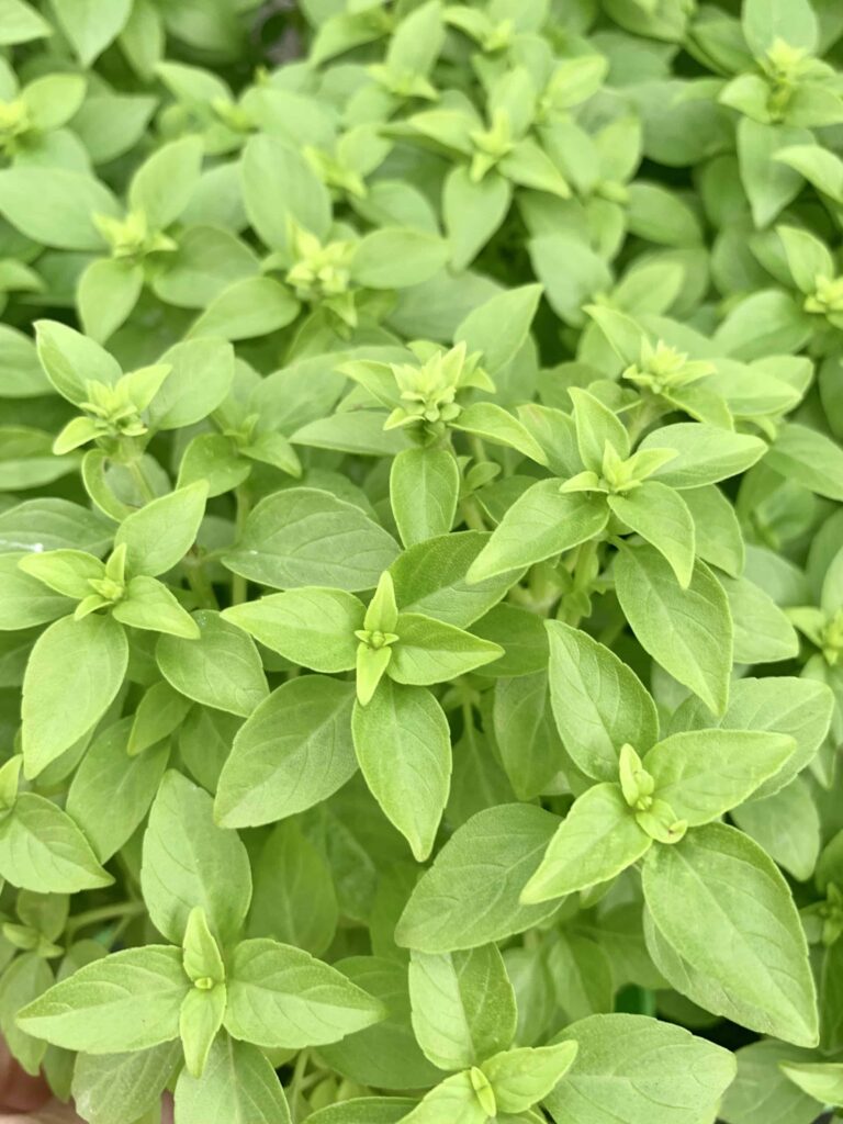 Greek basil