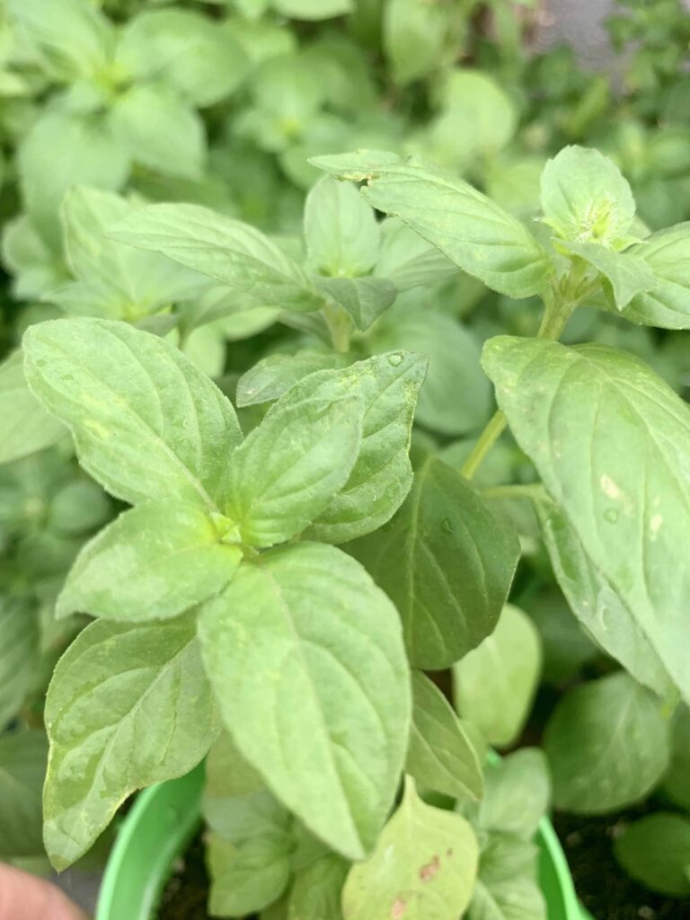 lemon basil