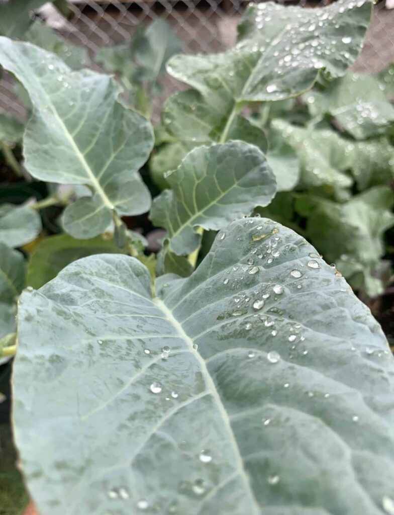 broccoli plant start