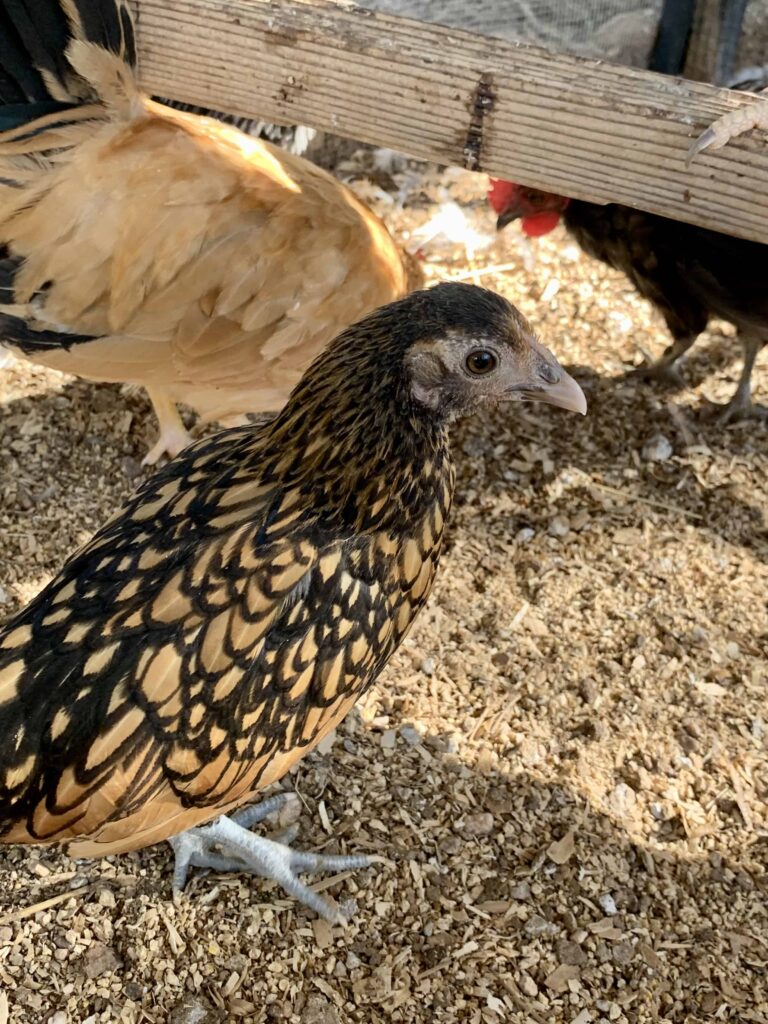 Golden Sebright bantam