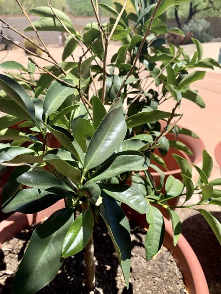 homesteading for beginners grow fruit trees in containers