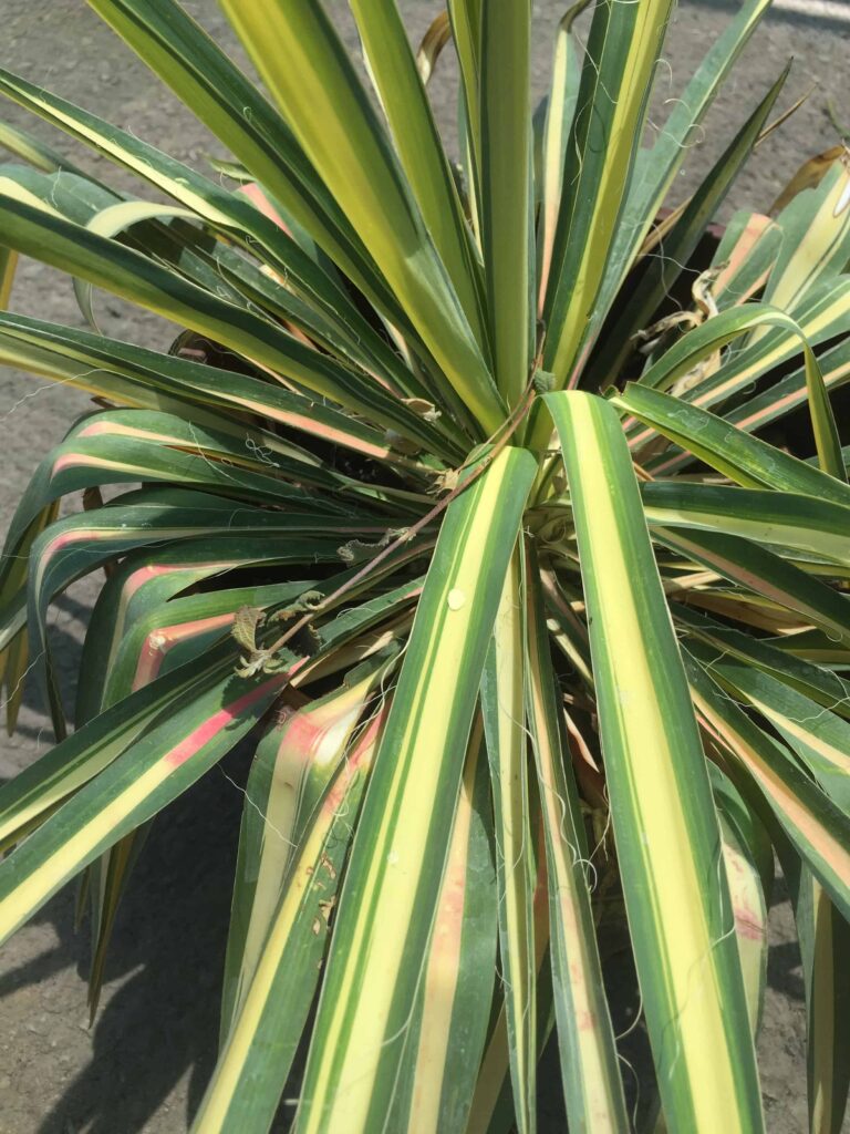 Adam's Needle yucca plant