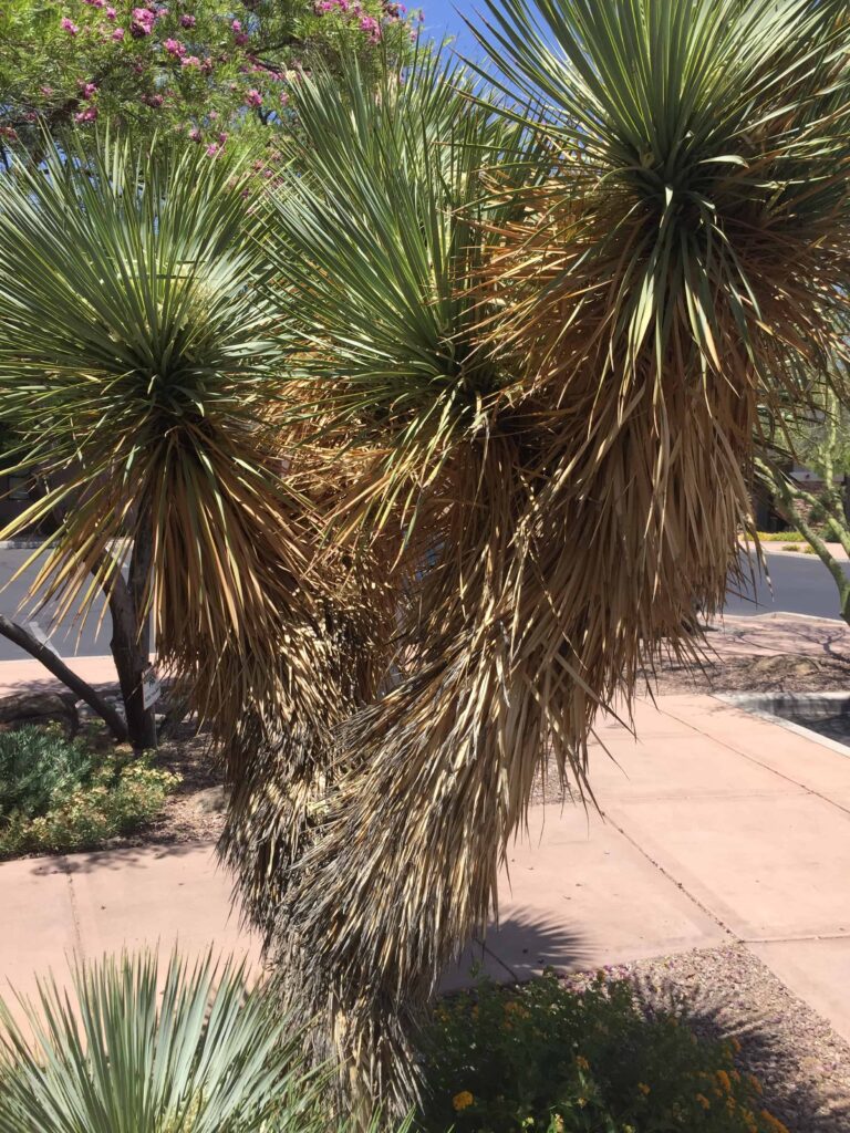 yucca plant care