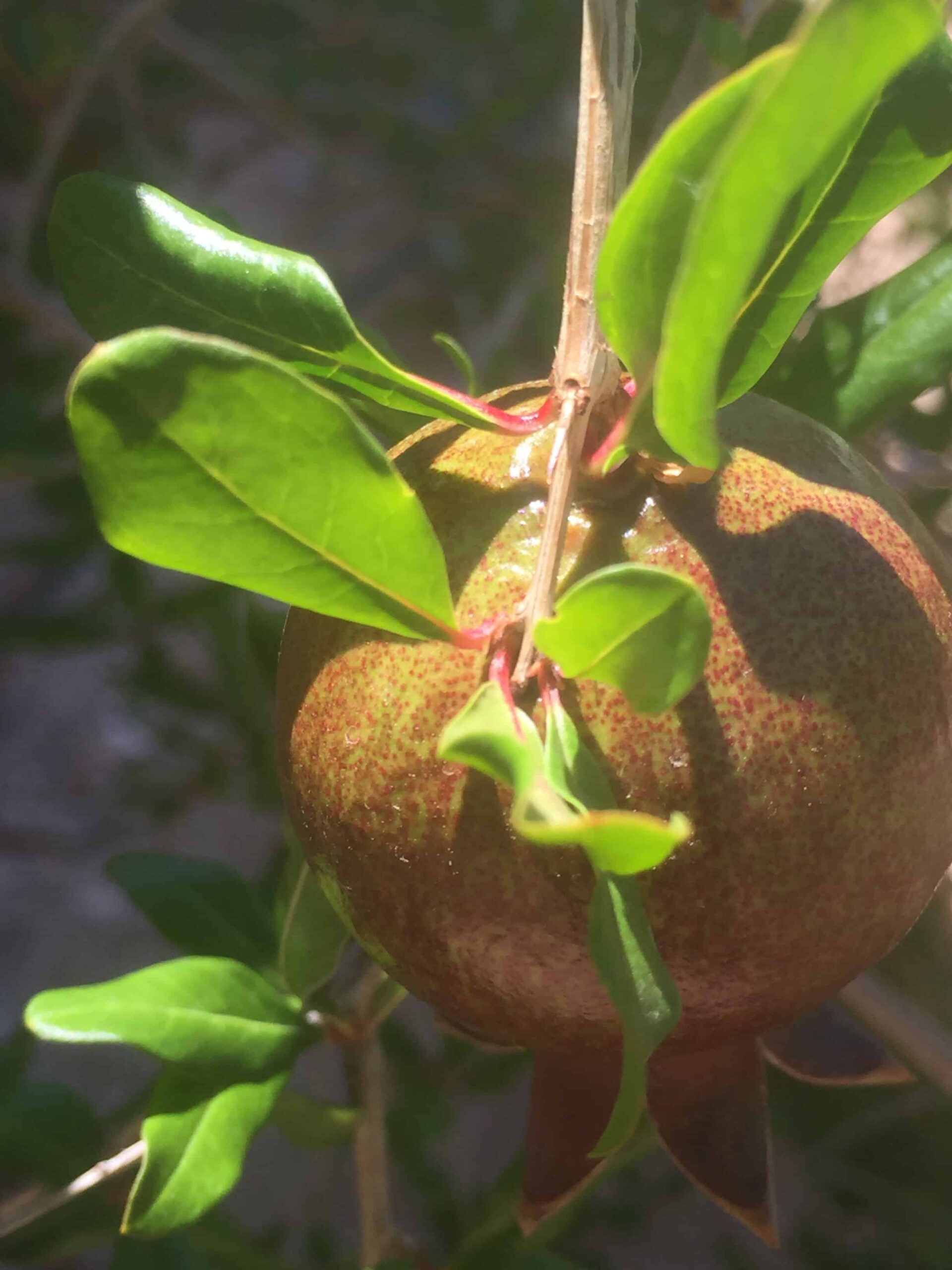 Pomegranate tree