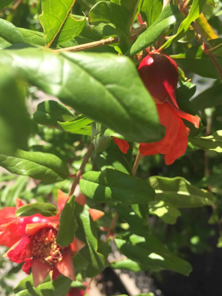 pomegranate tree flowers