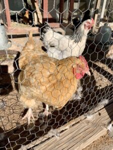 Orpington pecking order