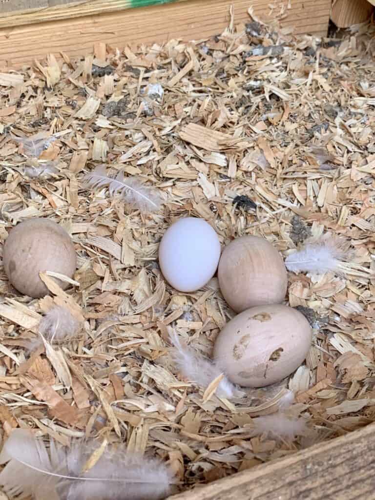 nesting box with wooden eggs