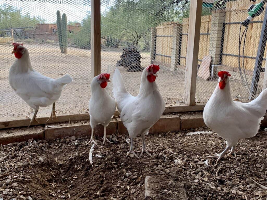 California White chickens are heat and cold tolerant