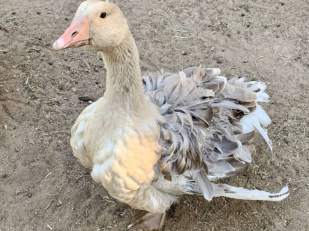 Sebastopol goose