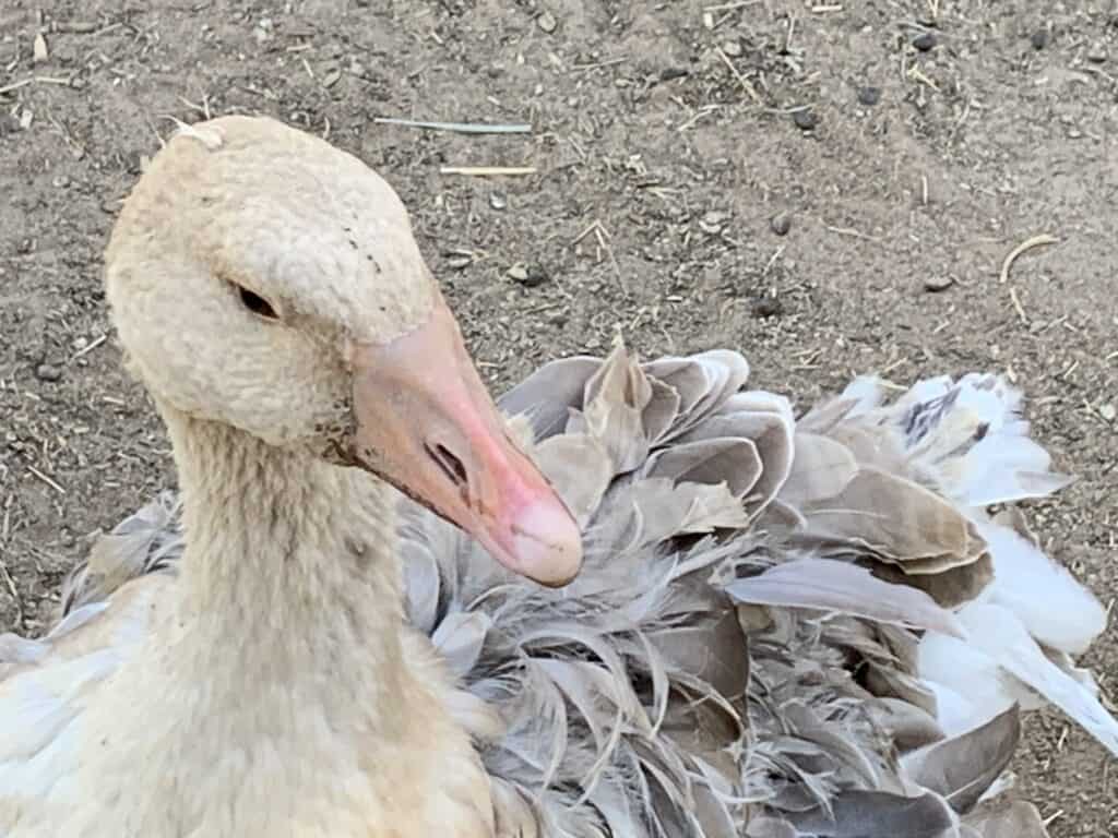 Sebastopol goose feathers