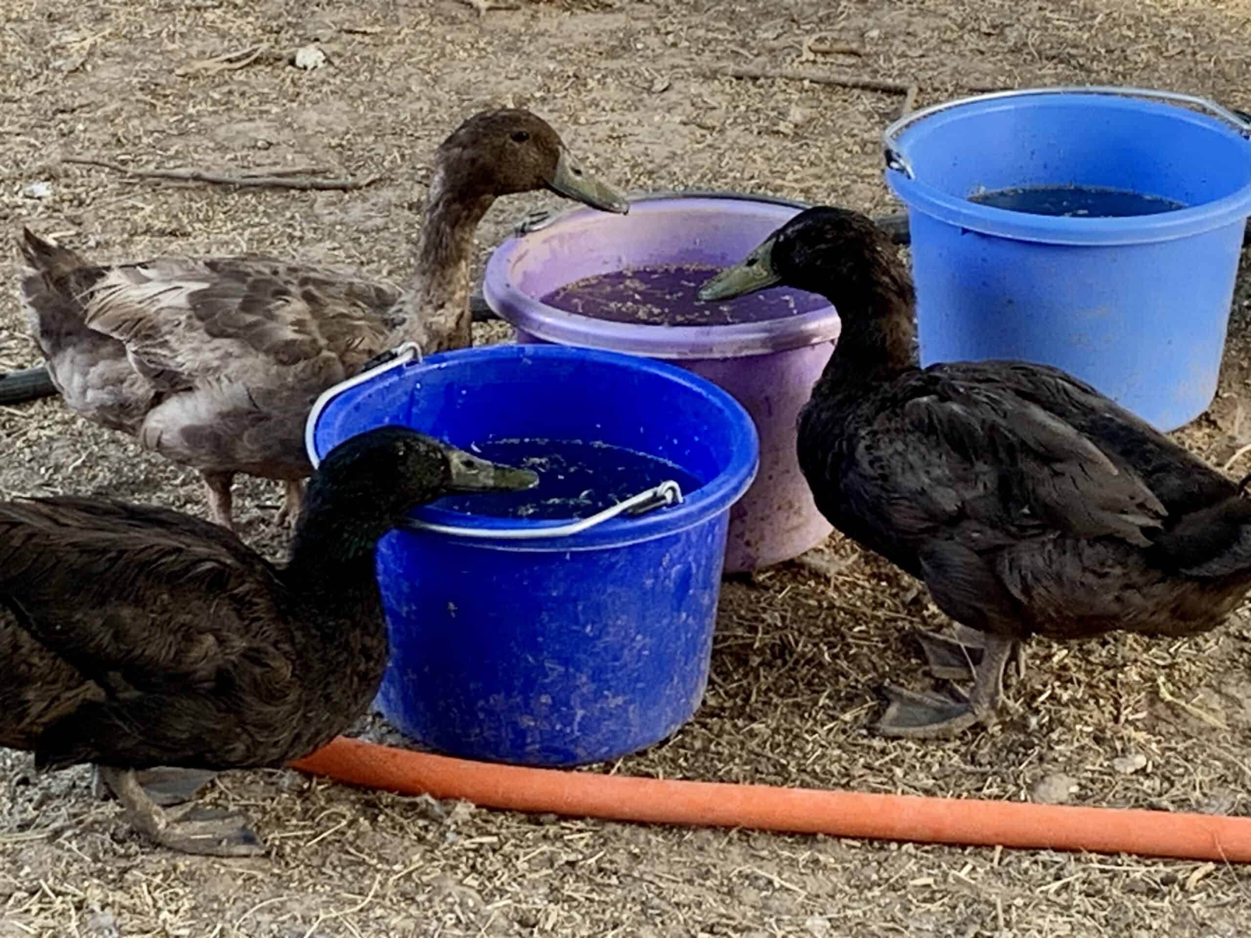 raising ducks