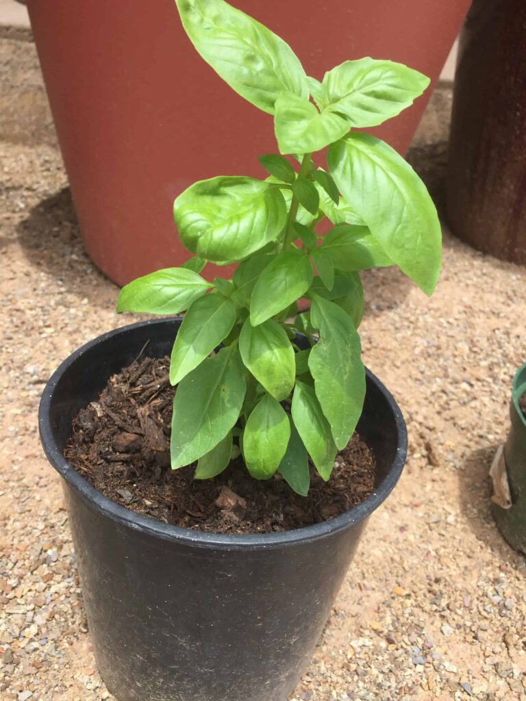 picking basil