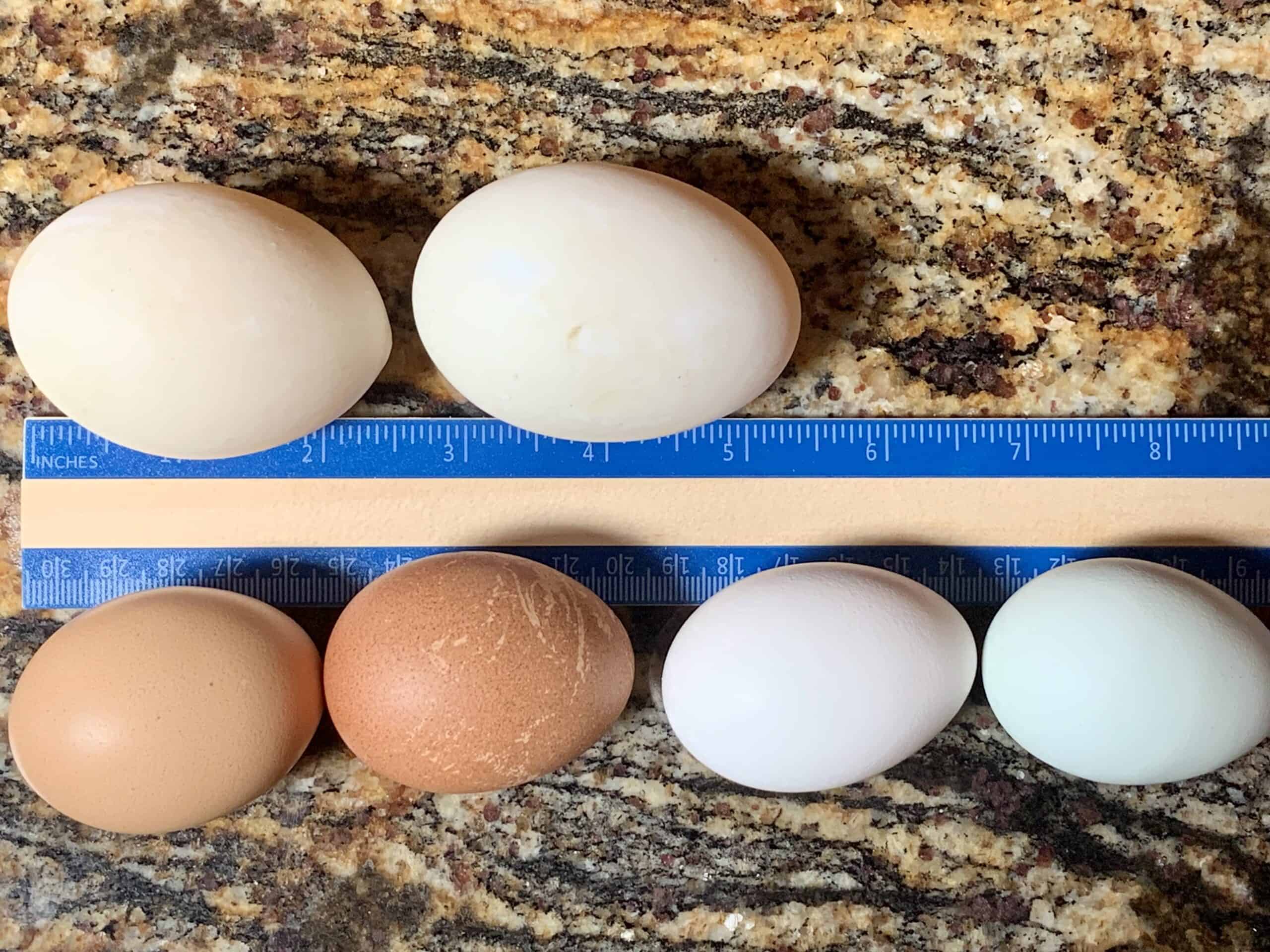 duck eggs vs chicken eggs