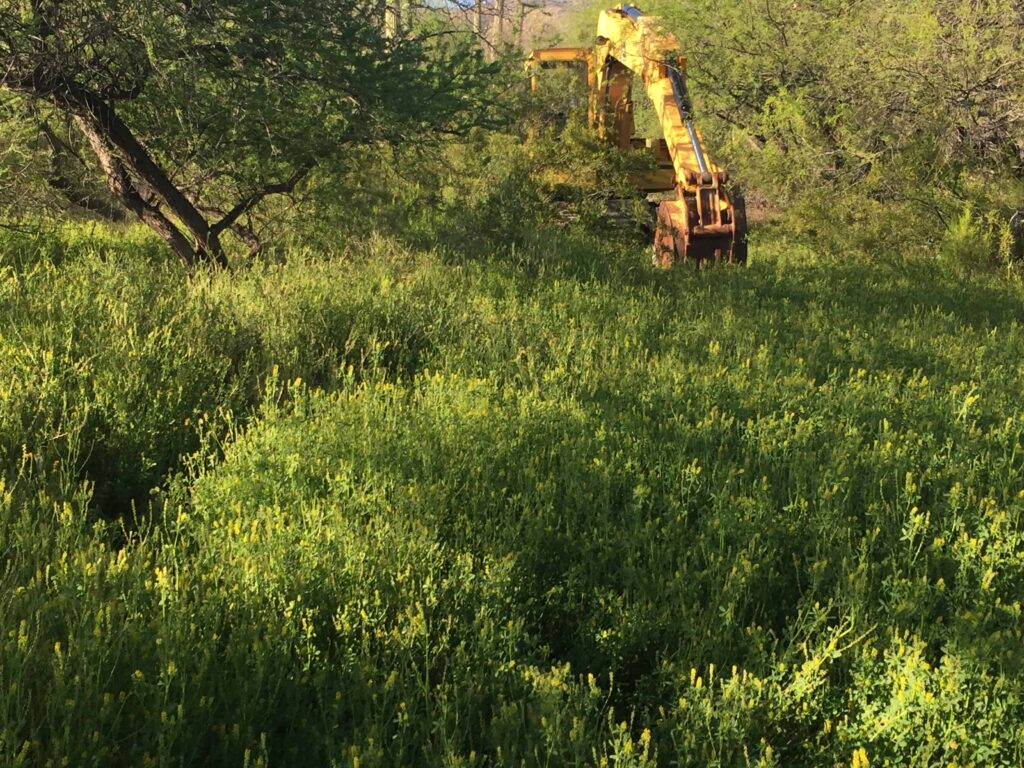 plants overtaking yard