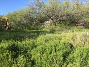 weeds taking over backyard