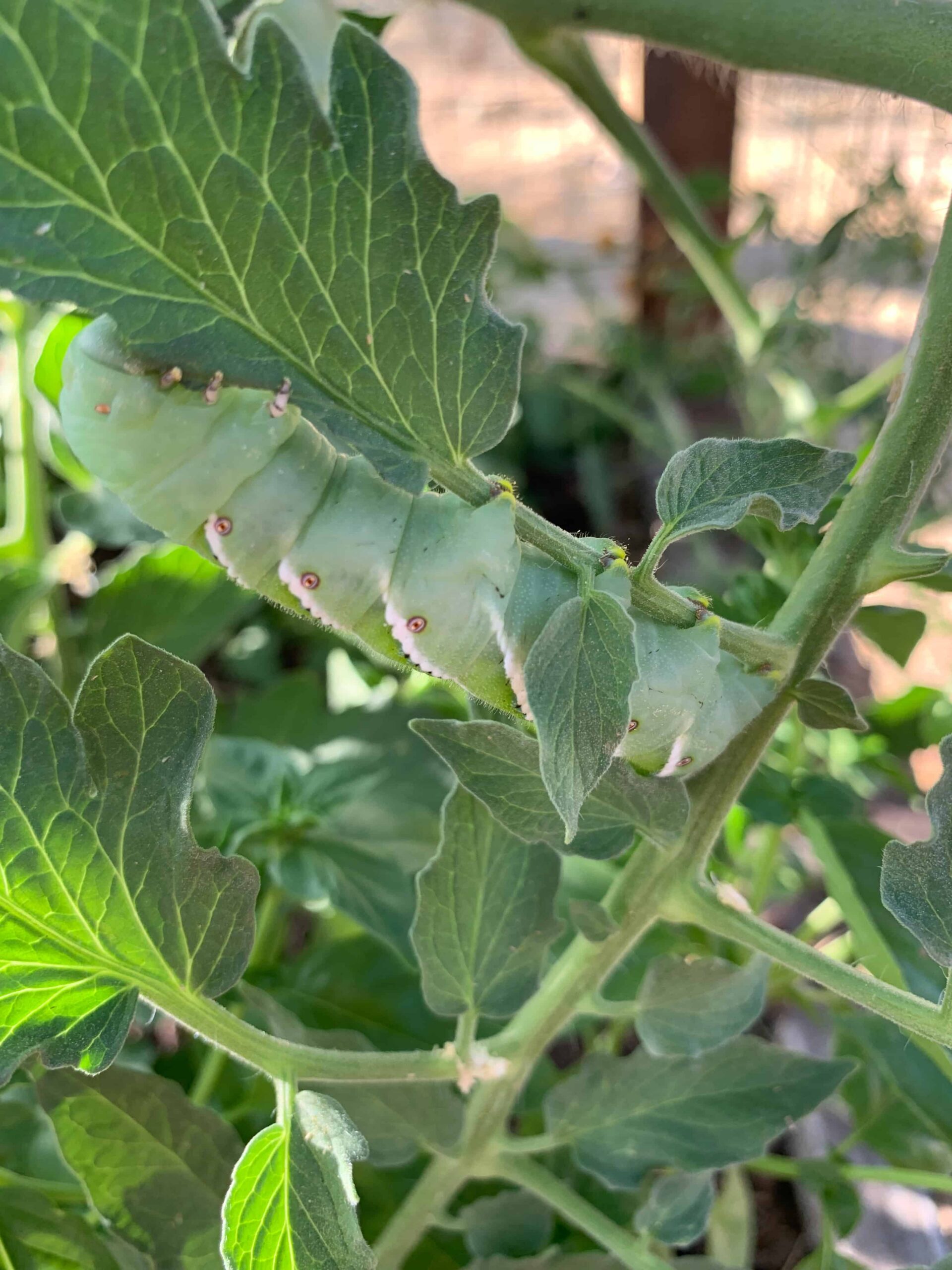 how to get rid of tomato hornworms