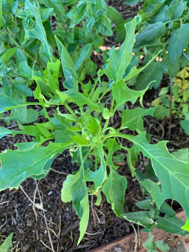 Bite marks out of leaves from hornworm