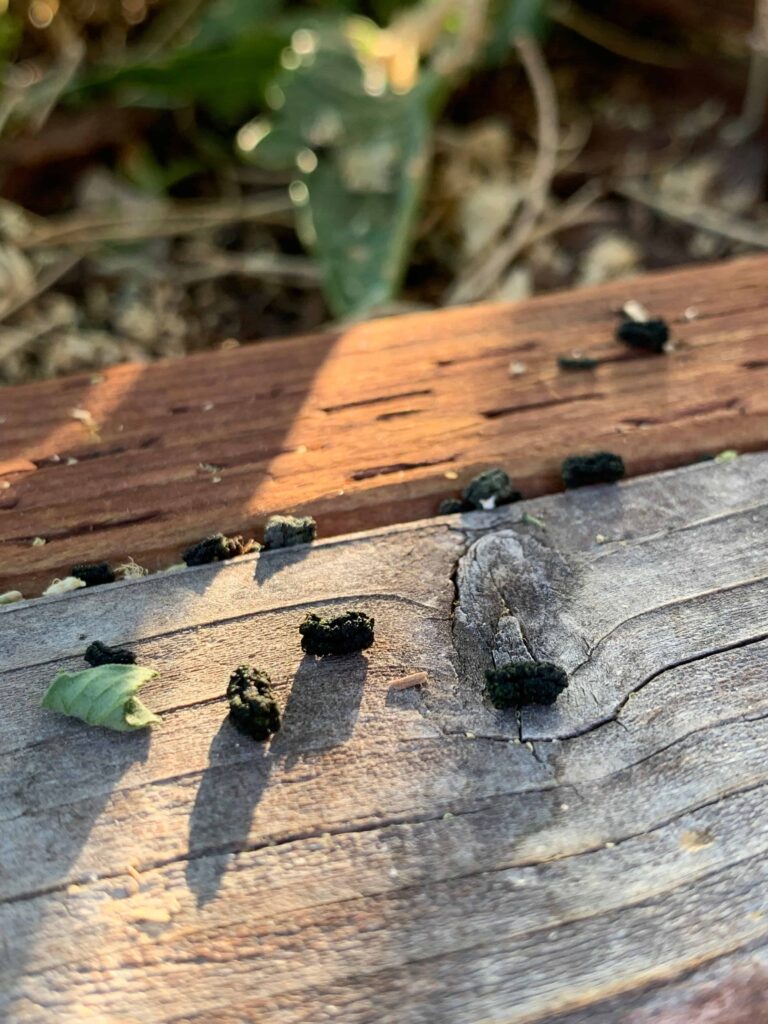 Tomato hornworm poop