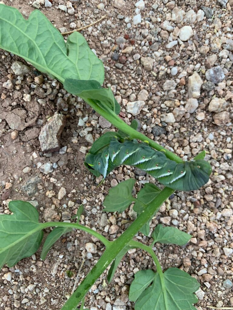 removing tomato hornworms