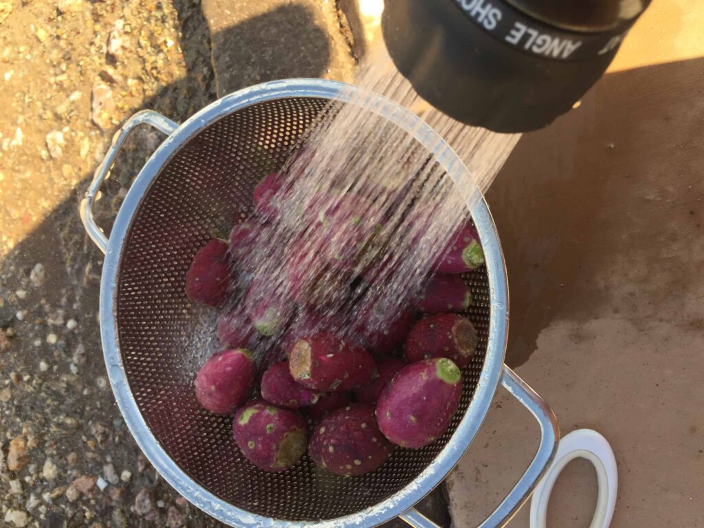 washing prickly pear