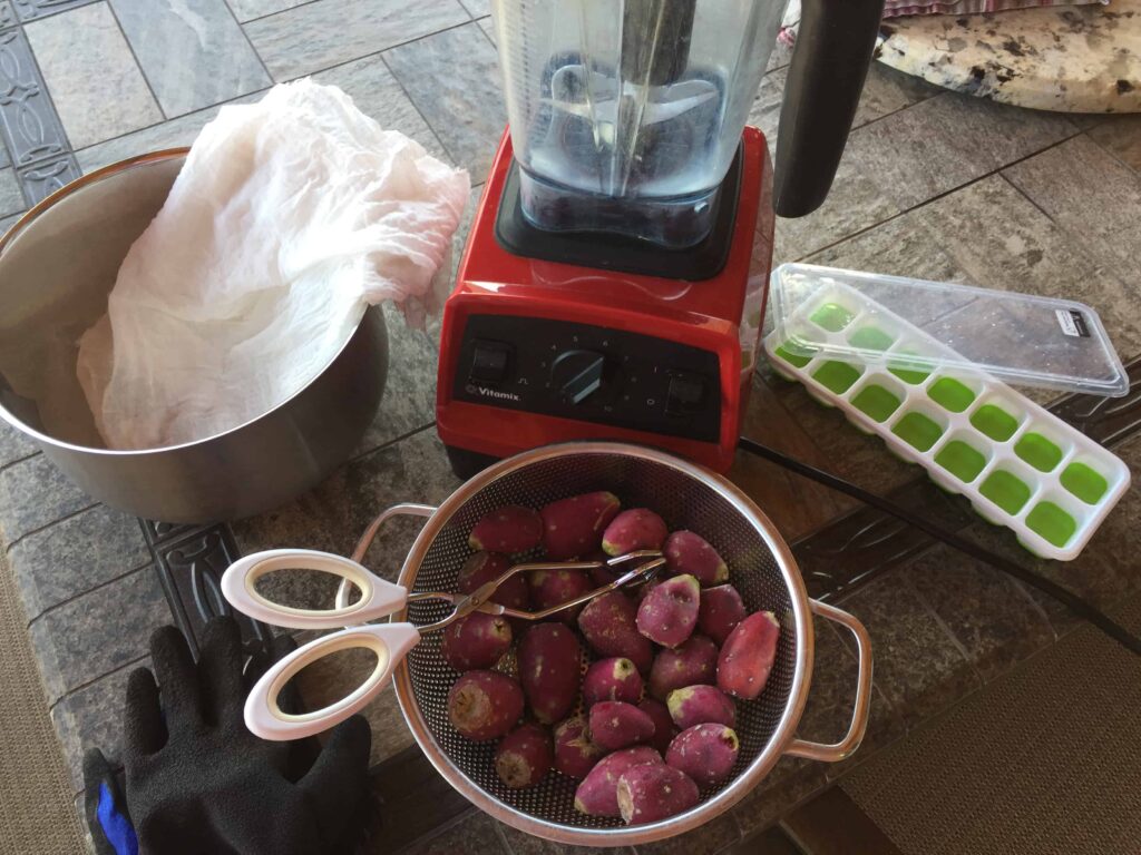 How to pick a ripe prickly pear