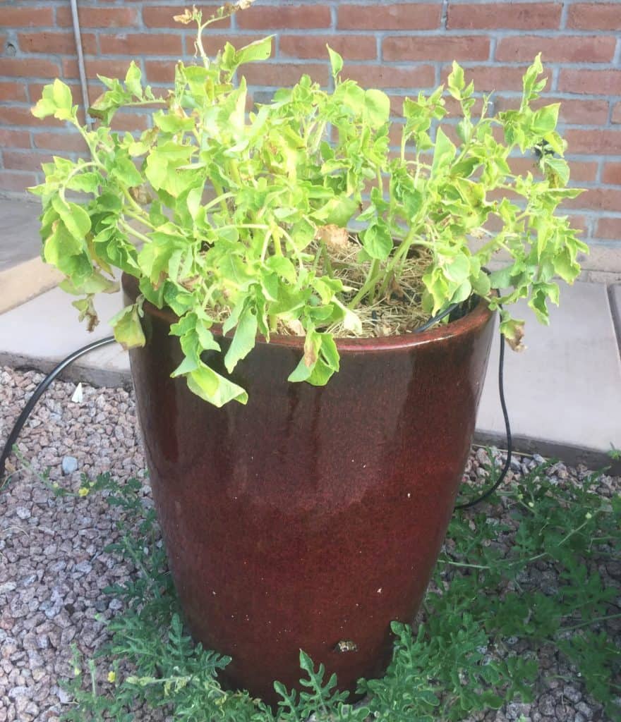 potato plant leaves starting to wilt