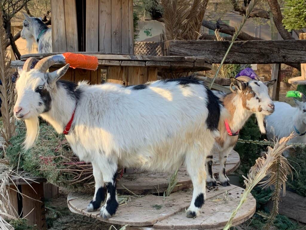 Why do goats need a playground