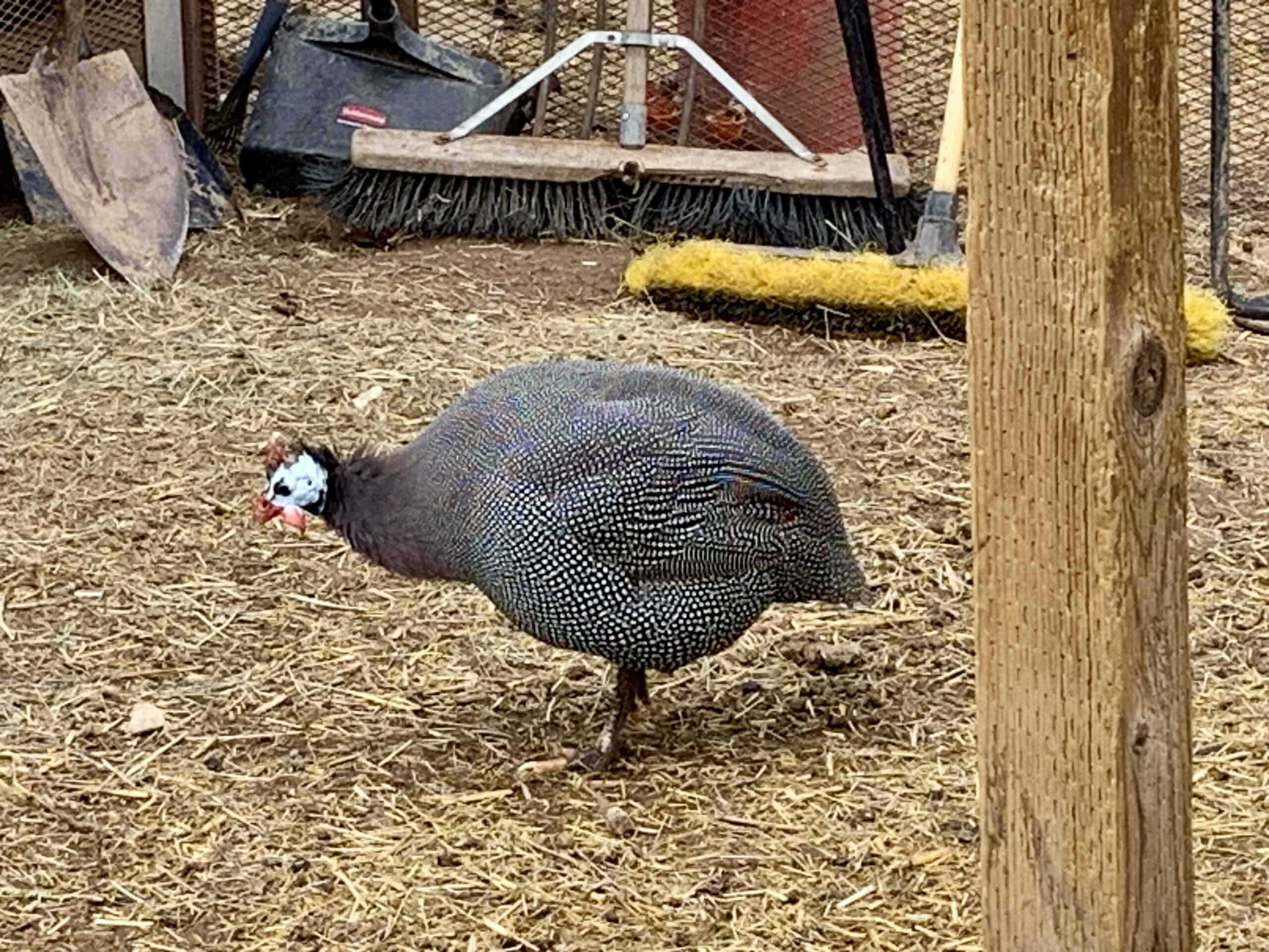 guinea fowl on homestead