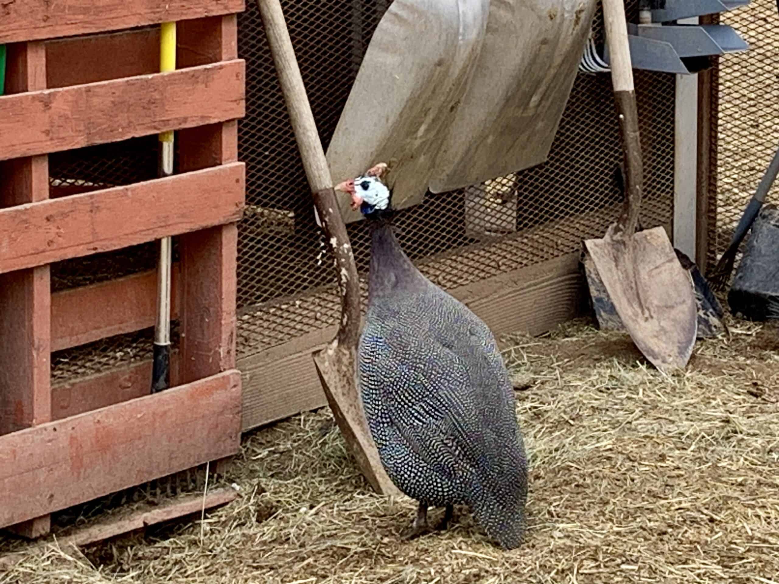 guinea fowl free ranging