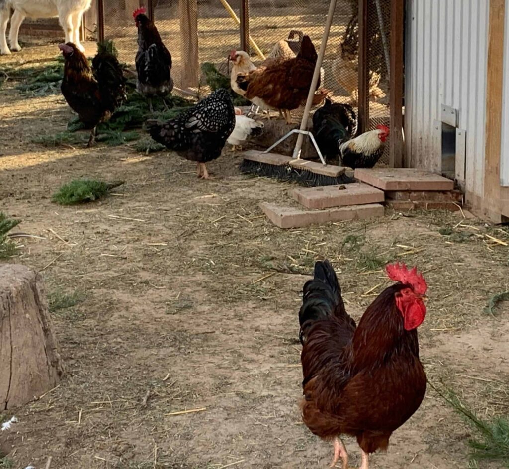 do people eat roosters