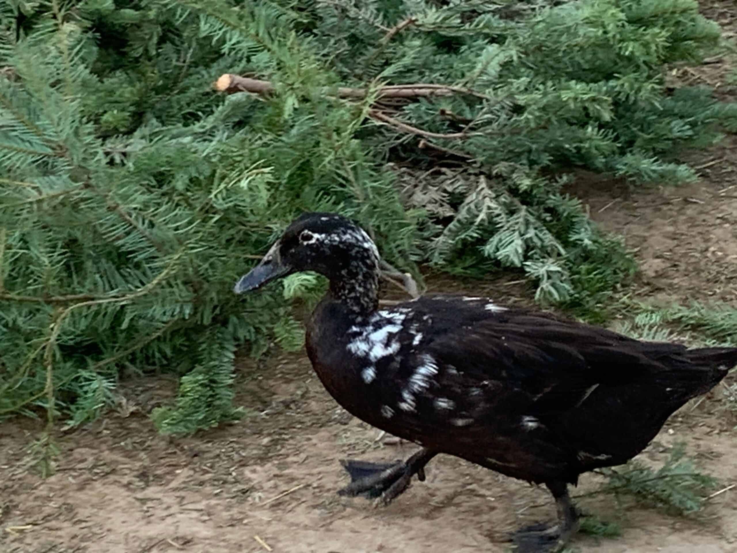 raising ducks in backyard