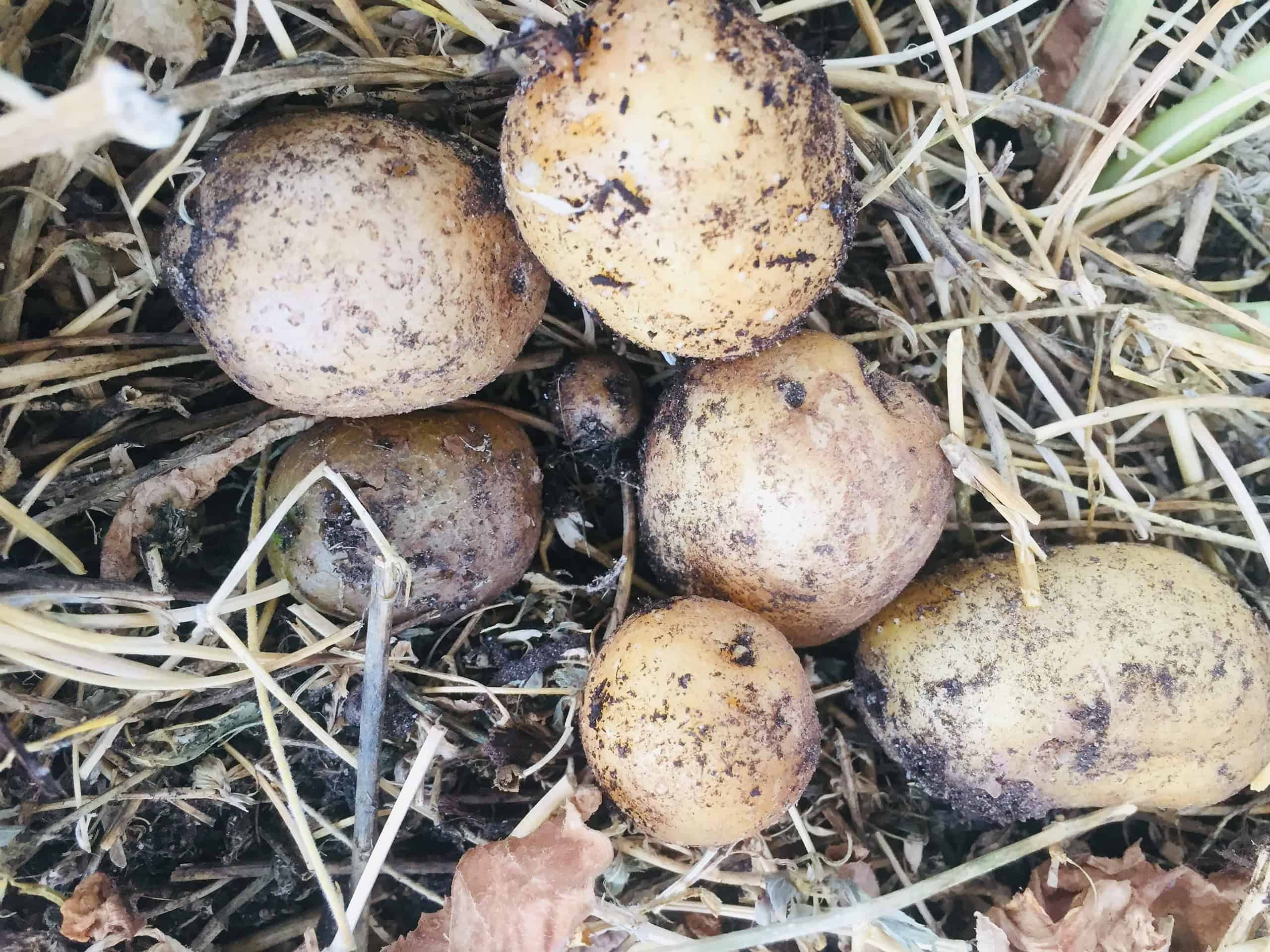 when to harvest potatoes
