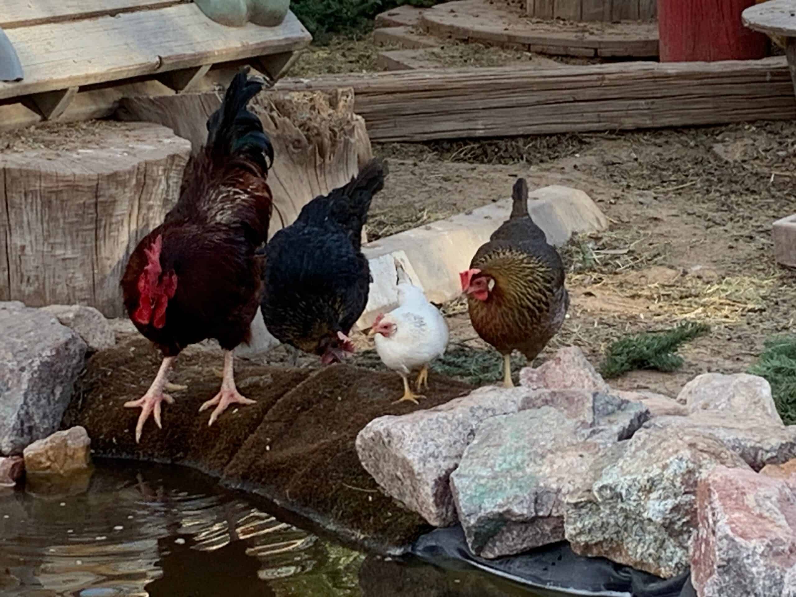 largest chicken breeds