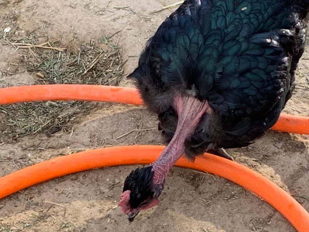 Transylvanian Naked Neck chicken