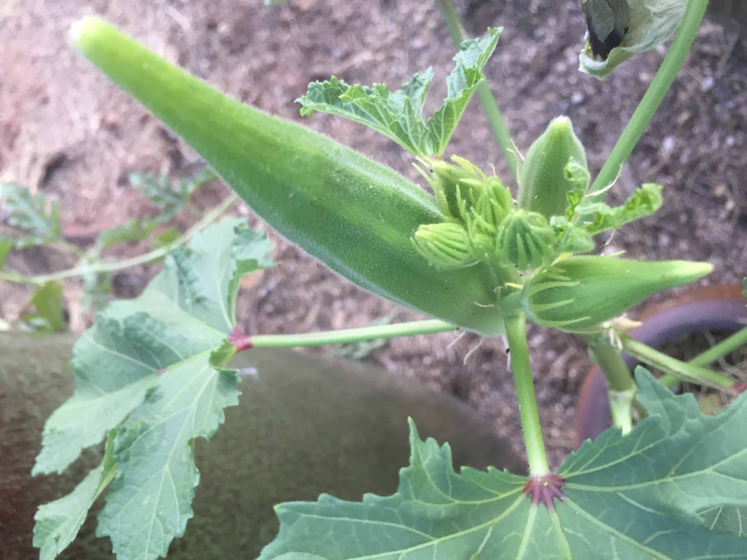 growing okra plant
