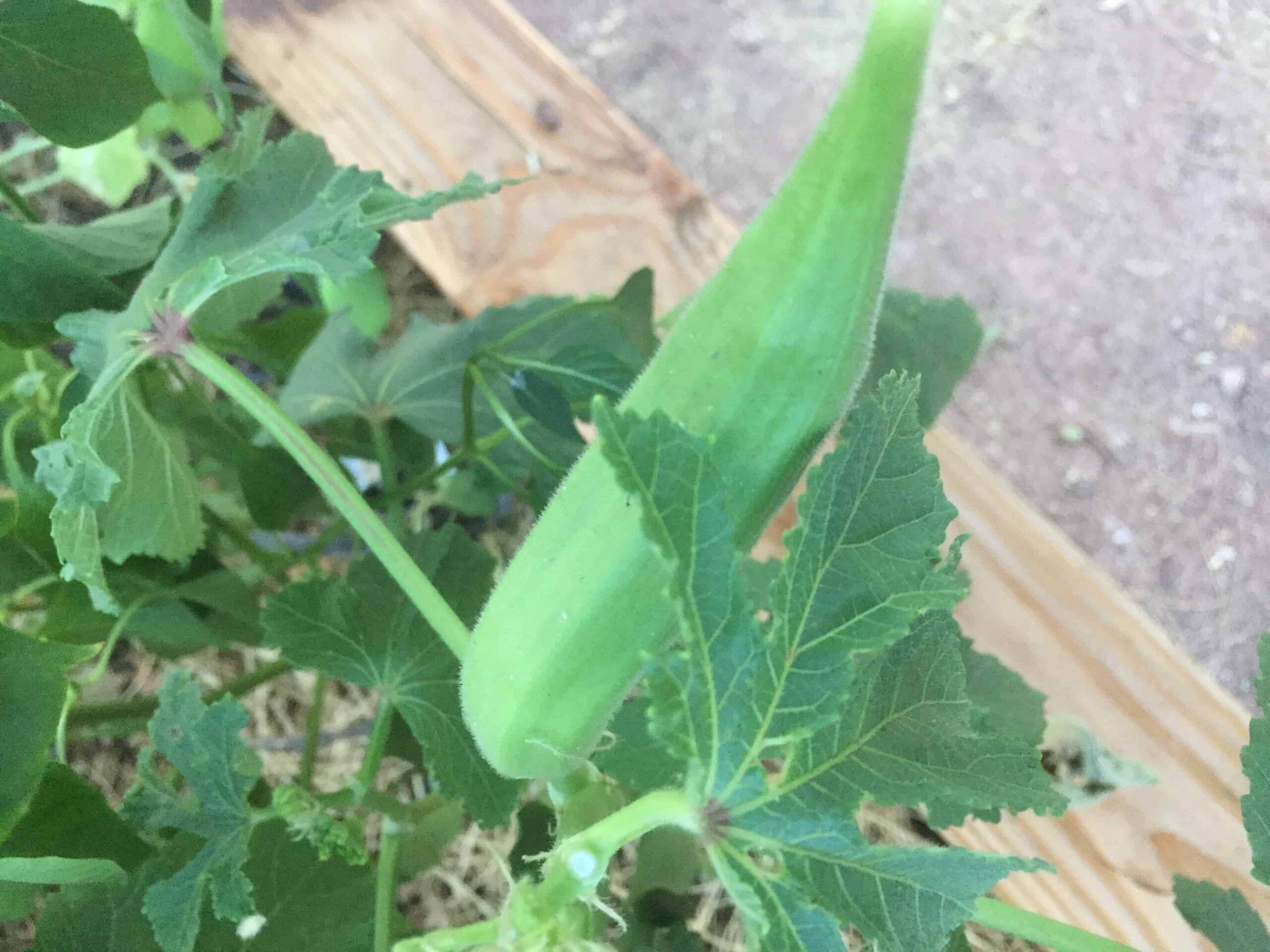 growing okra plants