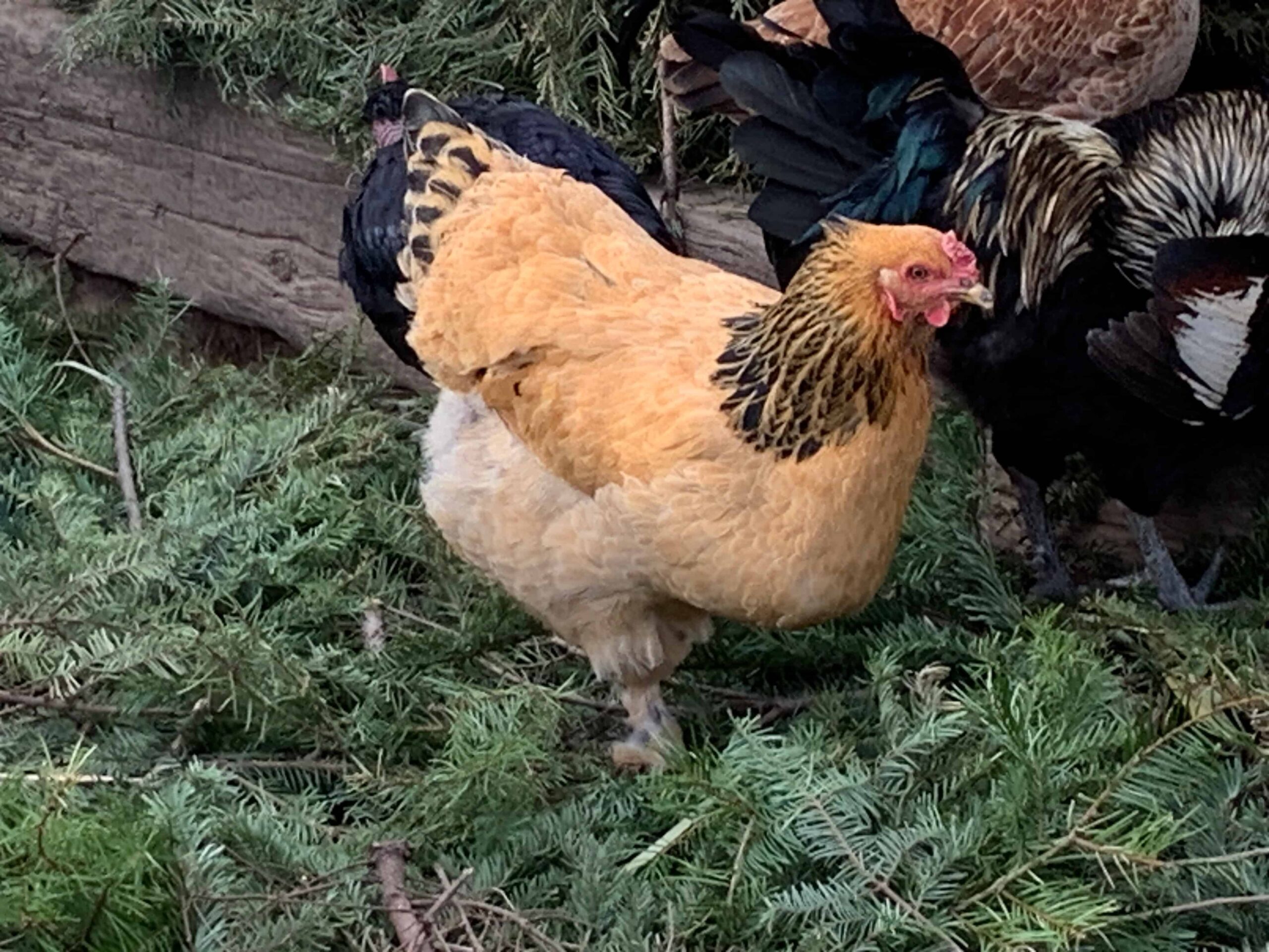 Buff Brahma chicken