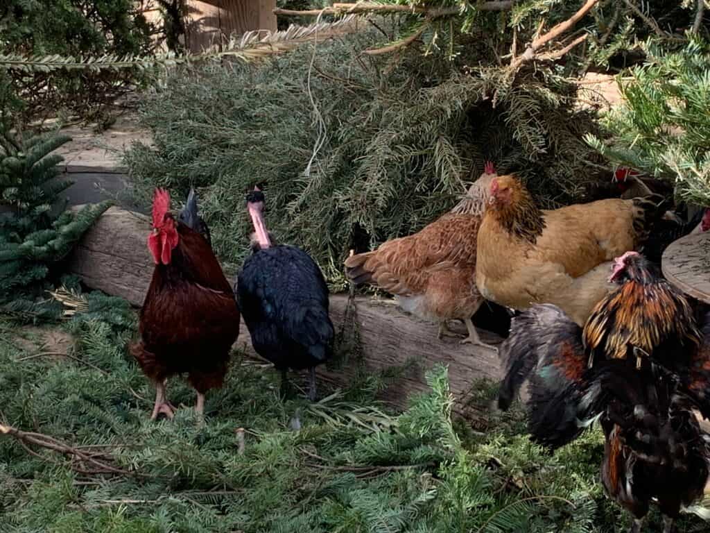 Naked Neck chicken in mixed flock