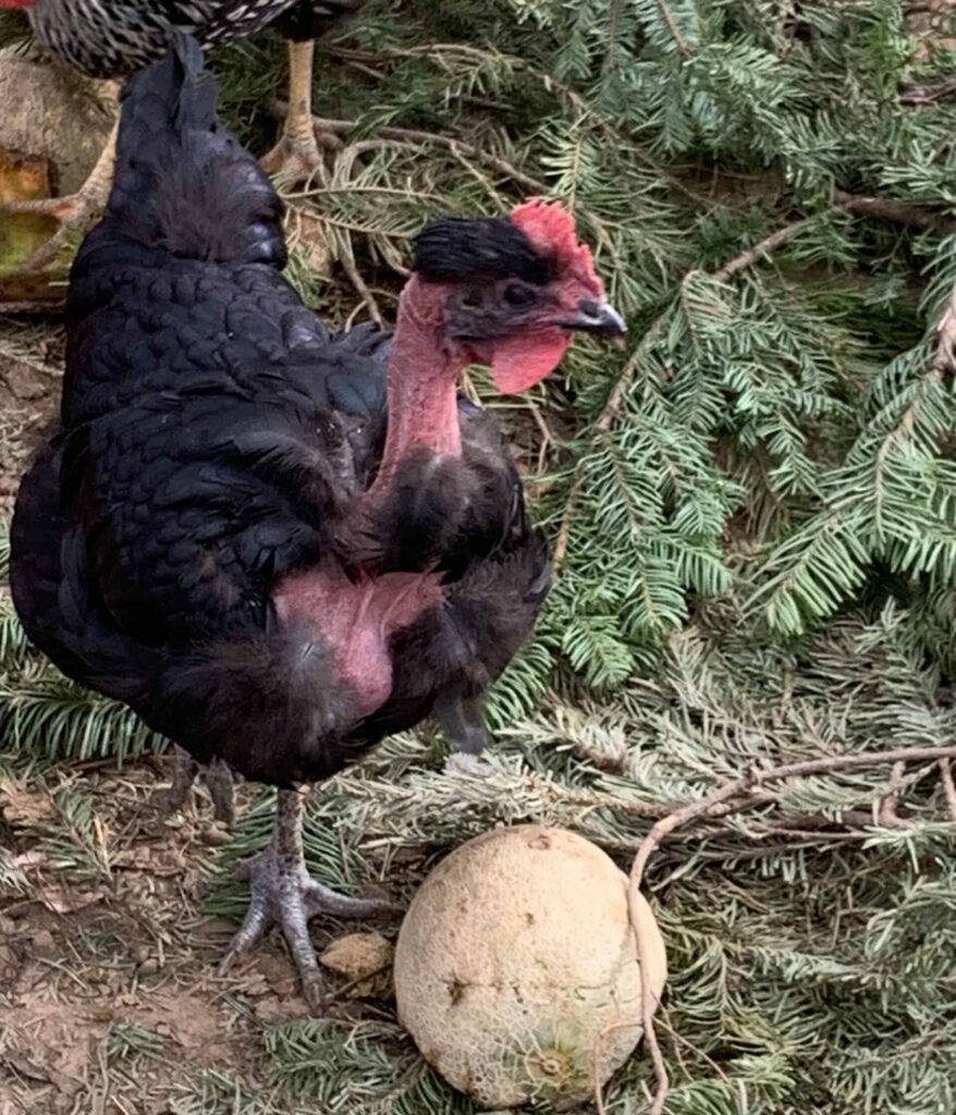 Naked Neck chicken