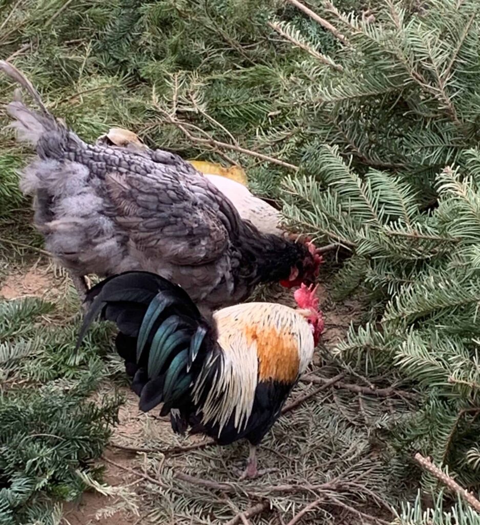 do we eat hens or roosters