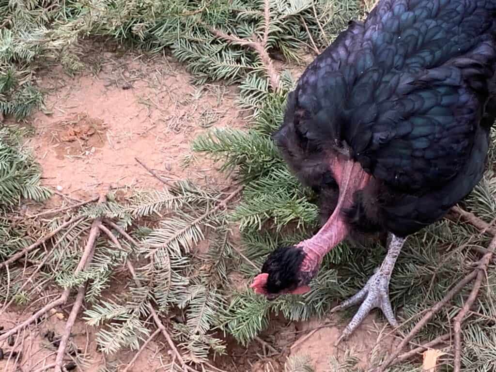 Naked Neck chicken appearance