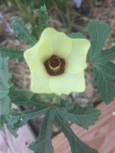 okra flower