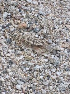 short-horned lizard in a nearby wash