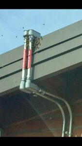 Africanized killer bees