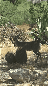 desert wildlife deer