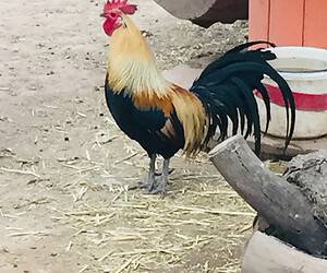 rooster lifespan