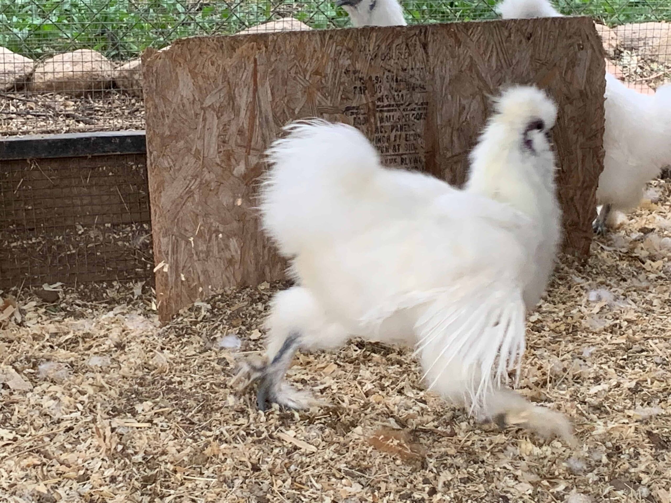 Silkie rooster